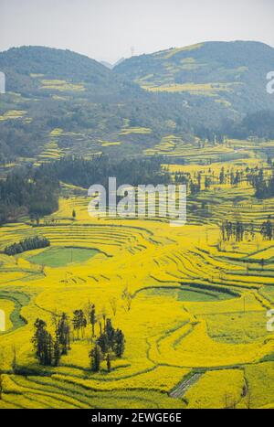 Luoping. 2nd Mar, 2021. Photo taken on March 2, 2021 shows the cole flower fields at a scenic area in Luoping County, southwest China's Yunnan Province. Credit: Wang Guansen/Xinhua/Alamy Live News Stock Photo