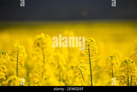Luoping, China's Yunnan Province. 2nd Mar, 2021. A bee flies by cole flowers in Luoping County, southwest China's Yunnan Province, March 2, 2021. Credit: Wang Guansen/Xinhua/Alamy Live News Stock Photo