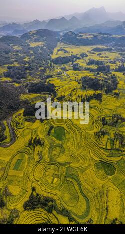 Luoping. 2nd Mar, 2021. Aerial photo taken on March 2, 2021 shows the cole flower fields at a scenic area in Luoping County, southwest China's Yunnan Province. Credit: Wang Guansen/Xinhua/Alamy Live News Stock Photo