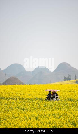 Luoping, China's Yunnan Province. 2nd Mar, 2021. Visitors enjoy the cole flowers at a scenic area in Luoping County, southwest China's Yunnan Province, March 2, 2021. Credit: Wang Guansen/Xinhua/Alamy Live News Stock Photo