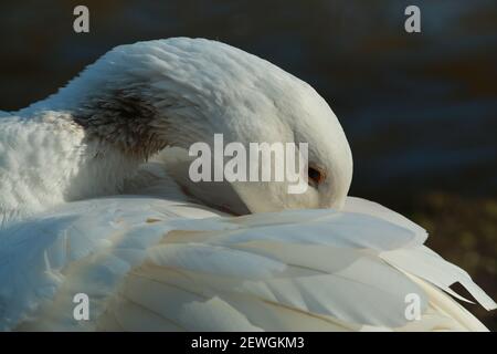 Close up of a white goose cleaning her plumage on the back Stock Photo