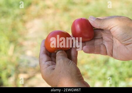 Farmer hands taking two organic tomatoes againstsummer natural background Stock Photo