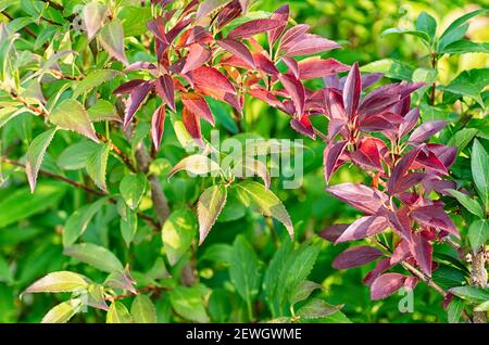 Green and red forsythia leaves. Beautiful natural background from leaves. Close up. Stock Photo