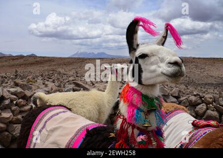 Llama  (lama glama) decorated with colorful wool. Chivay Surroundings, Peru Stock Photo