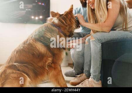 Border Collie dog sitting at the feet of the owners couple Stock Photo