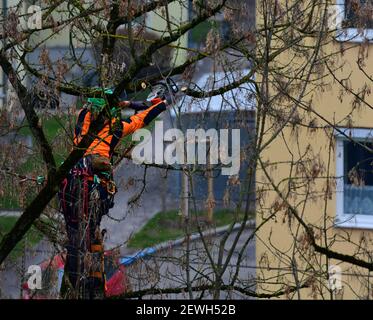 Tree surgeon cutting the branches of a tree in the city. Austria Stock Photo