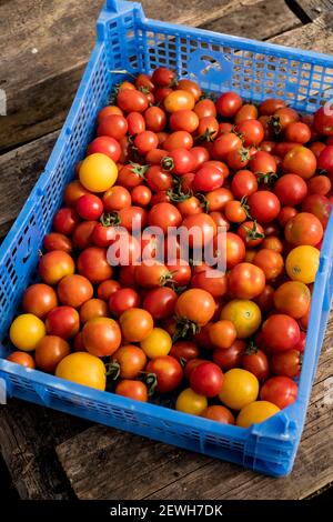 High angle close up of freshly picked cherry tomatoes in blue plastic crate. Stock Photo