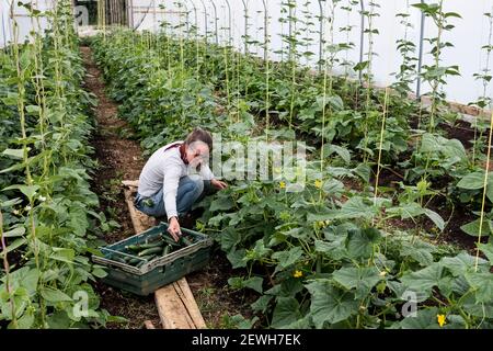 Woman standing in a poly tunnel, picking courgettes. Stock Photo