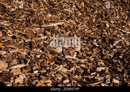 High angle close up of wood chips, full frame. Stock Photo