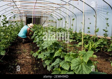 Woman kneeling in a poly tunnel, tending courgette plants. Stock Photo