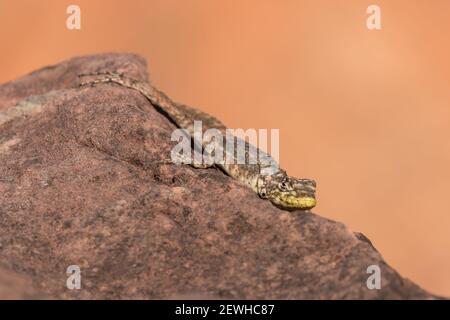 Close-up of a Lizard (Tropidurus sp.) bathing in the sun on a rock in the Chapada dos Guimaraes National Park in Mato Grosso, Brazil Stock Photo