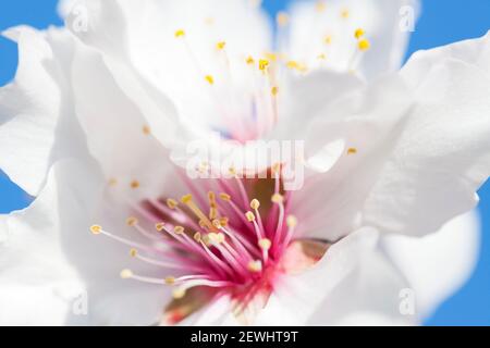 Extreme close-up of a blossom of a almond tree against blue sky - selective focus Stock Photo