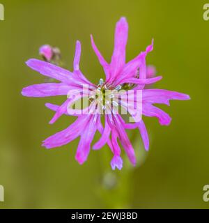 Flower Close up of beautiful ragged-robin (Silene flos-cuculi) purple spring flower. This jewel of the meadow can be found in mesotrophic grassland in Stock Photo