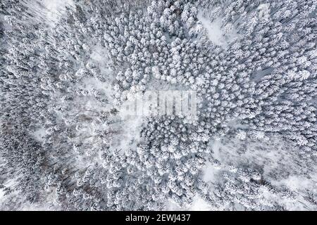 Winter snow trees tree forest woods cold season aerial photo view background backgrounds.