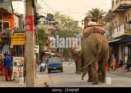 Asiatic Elephant, Elephas maximus Domesticated, street scene, Sauraha village, just outside Chitwan National Park, Nepal Stock Photo