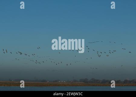 Two flying wild geese against the clear blue grey sky Stock Photo