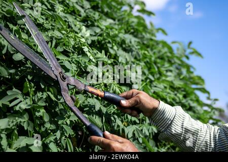 The old gardener cuts the bush with large metal old pruning shears. Garden care. Stock Photo