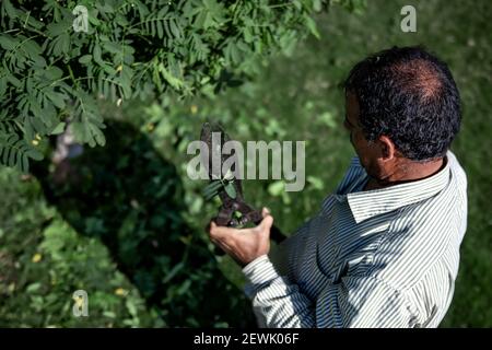 The old gardener cuts the bush with large metal old pruning shears. Garden care. Stock Photo
