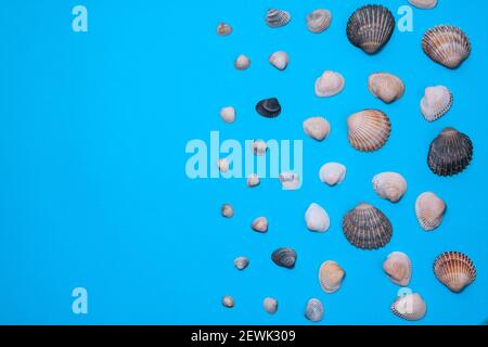Natural seashells on blue paper. Flat lay. inscription Stock Photo