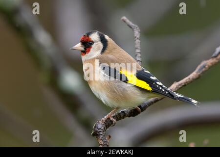 European Goldfinch (Carduelis carduelis), side view of an adult perched on a branch, Campania, Italy Stock Photo