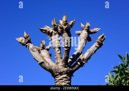 Spiked cabbage tree (Cussonia spicata) is a medicinal evergreen tree ...