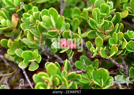 Bearberry (Arctostaphylos uva-ursi) is a medicinal procumbent shrub native to northern Europe and mountains of central and south Europe, Asia