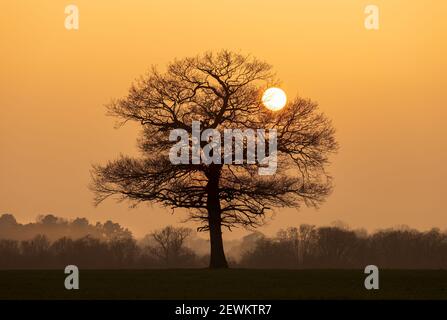 A silhouette of a solitary tree shortly before sunset Stock Photo - Alamy