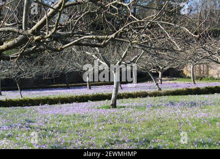 Beautiful display of spring bulbs in the orchard at West Dean Gardens, Chichester. Crocuses en masse in the late winter early - spring sunshine. Stock Photo
