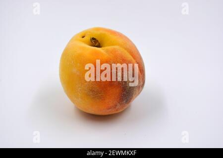 Tasty and useful fresh fruits, ripe red and orange peaches with a terry white skurt are located on a white background. Stock Photo