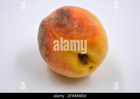Tasty and useful fresh fruits, ripe red and orange peaches with a terry white skurt are located on a white background. Stock Photo