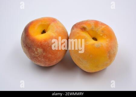 Tasty and useful fresh fruits, ripe red and orange peaches with a terry white skurt are located on a white background. Stock Photo