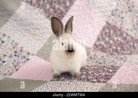 white rabbit with red eyes on a pink and violet blanket with flowers Stock Photo