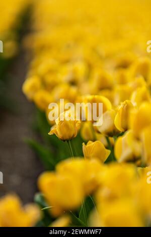 View over colorful tulips fields in the morning, Netherlands. Stock Photo