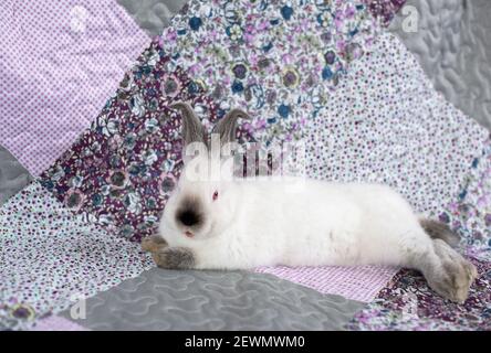 Portrait of a white rabbit with red eyes on a pink and purple blanket with flowers Stock Photo