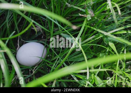 Easter egg hunt concept. Plain white chicken egg hidden on grass garden. Stock Photo