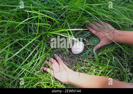 Easter egg hunt concept. Kid hands searching for plain white egg on grass garden. Stock Photo