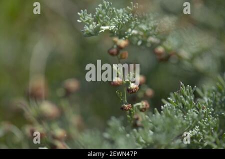 Flora of Gran Canaria - Artemisia reptans, wormwood species listed as protected on Canary Islands, natural macro floral background Stock Photo
