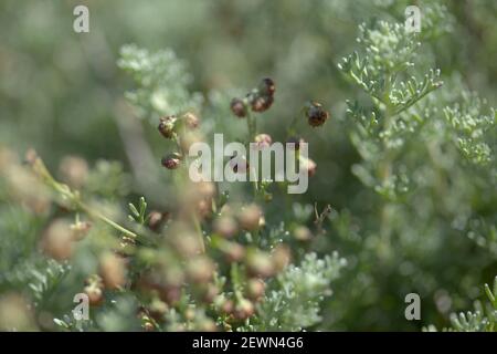 Flora of Gran Canaria - Artemisia reptans, wormwood species listed as protected on Canary Islands, natural macro floral background Stock Photo