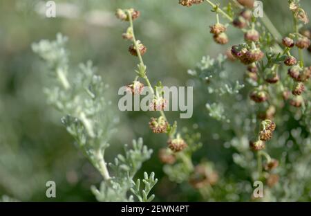 Flora of Gran Canaria - Artemisia reptans, wormwood species listed as protected on Canary Islands, natural macro floral background Stock Photo