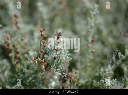 Flora of Gran Canaria - Artemisia reptans, wormwood species listed as protected on Canary Islands, natural macro floral background Stock Photo