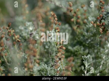 Flora of Gran Canaria - Artemisia reptans, wormwood species listed as protected on Canary Islands, natural macro floral background Stock Photo