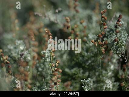 Flora of Gran Canaria - Artemisia reptans, wormwood species listed as protected on Canary Islands, natural macro floral background Stock Photo