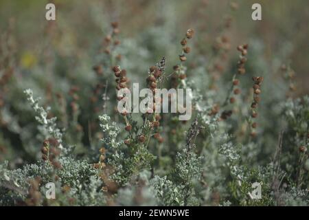 Flora of Gran Canaria - Artemisia reptans, wormwood species listed as protected on Canary Islands, natural macro floral background Stock Photo