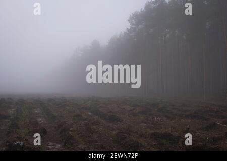 landscape during foggy day with clearing in the forest that was made after cutting trees Stock Photo