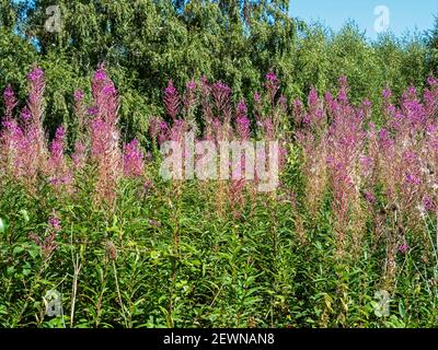 Rosebay willow herb, Chamaenerion angustifolium, flowering in North Yorkshire, England Stock Photo