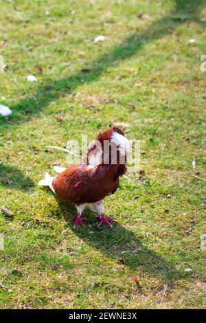 capuchin pigeon Stock Photo