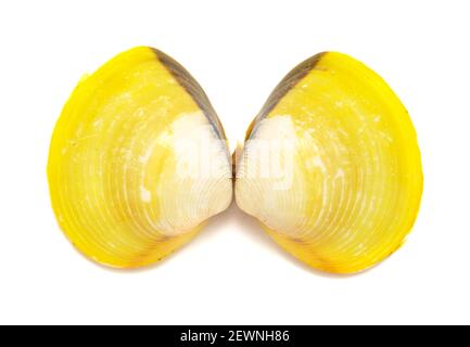 yellow shells of Corbicula fluminea  freshwater clam isolated on white background Stock Photo