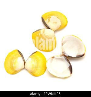 yellow shells of Corbicula fluminea  freshwater clam isolated on white background Stock Photo
