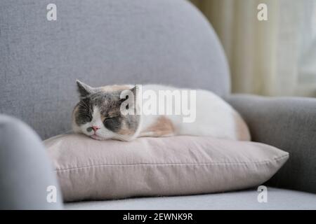 one cute British shorthair cat sleeping on pillow on sofa at home Stock Photo