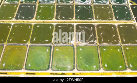 Shrimp Pond and Shrimp Farm. Bohol, Philippines. Ponds for shrimp farming. Stock Photo